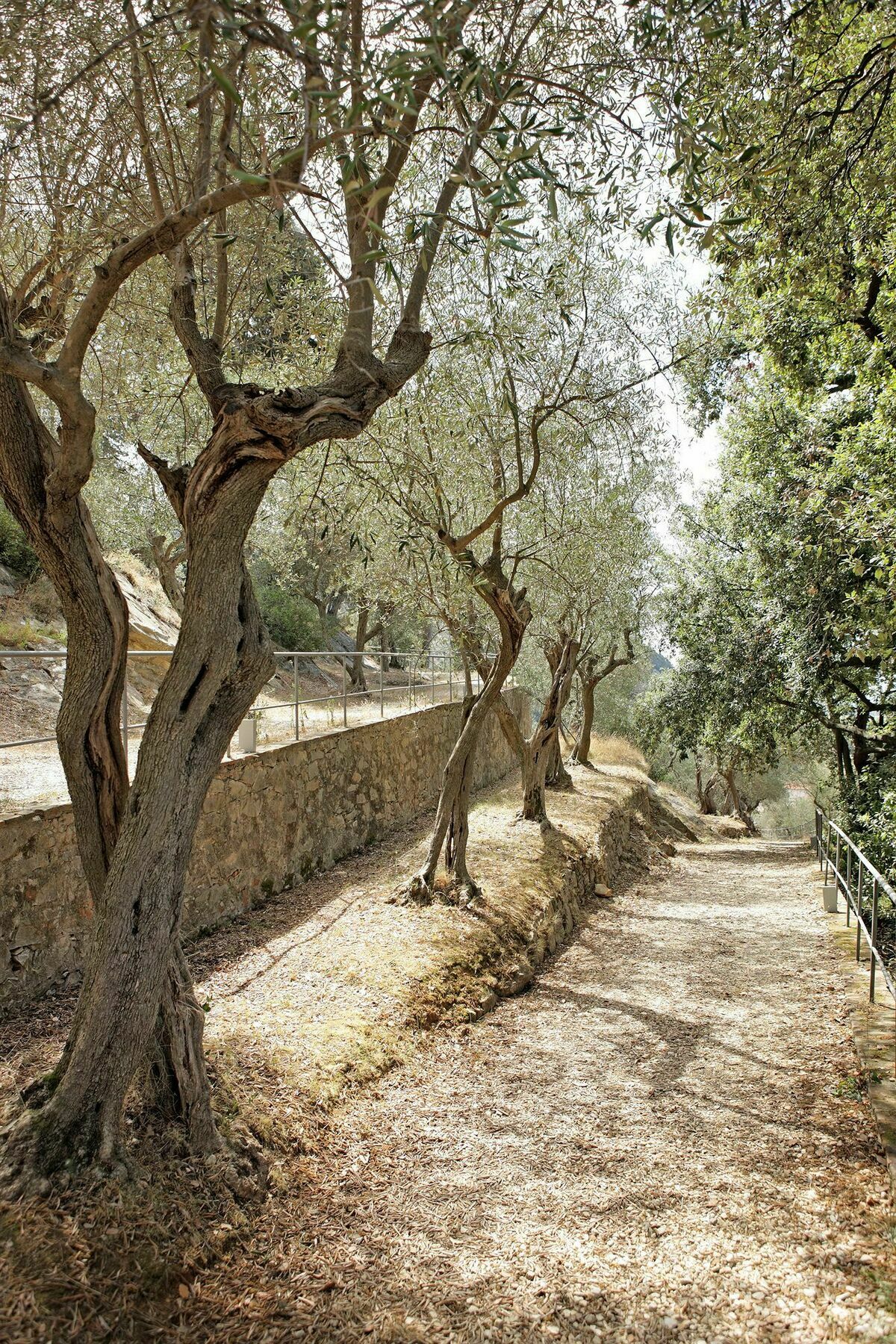 Bagni Di Pisa Palace & Thermal Spa - The Leading Hotels Of The World San Giuliano Terme Eksteriør bilde Olive trees in Crete